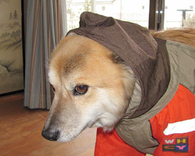 �J�͌�����