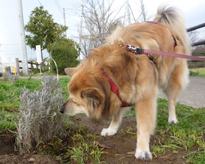 ���������ɗt���ς�������