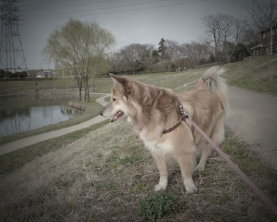 �s���z�[���͂Ȃ�