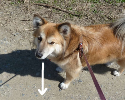 ���������Ǝ���������Ȃ�