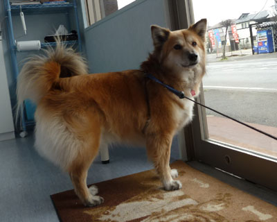 �܂����Q���A���ł����ɗ���Ƃ�