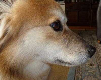 �_�j�ɐH��ꂽ���������Ă�