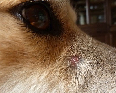 ���h�邩��ڗ��񂾂�