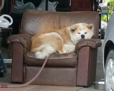 �����̎�O�̏H�c����A�������ɕi�i���Ⴄ��