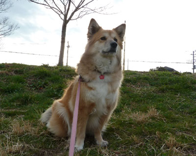 �w�i�������󂾂Ƌꂵ����