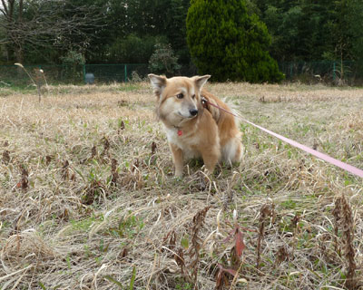 �w����C�ɂ��Ȃ���p�𑫂�