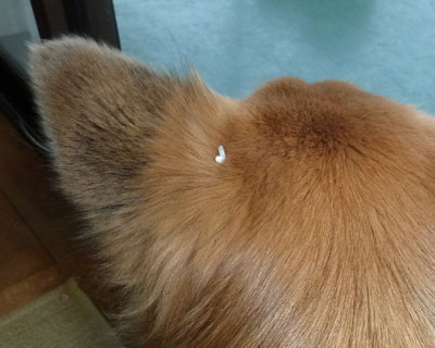 ���񂱂��ꂽ