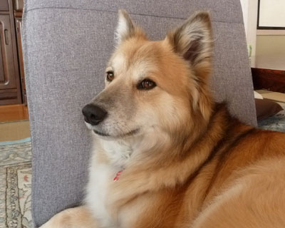 ���̍��֎q�͂��C�ɓ���