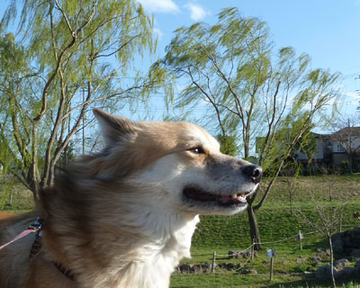 ���N�����i�M�ƃV���N��