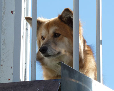 �ł��悻��������