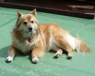 �ЂȂ��ڂ������o�o�L���Ȃ��Ă���