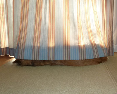 ���������Ă����Ȃ�����