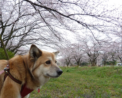 �ǂ��������ɗ���Ɠ܂��