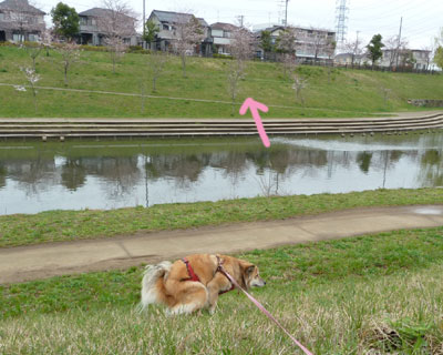 �V���r�̍��͒x��