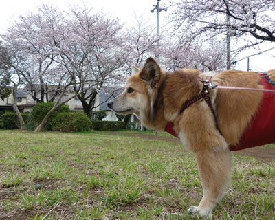 �Ŋ��̌����͂��ꂢ