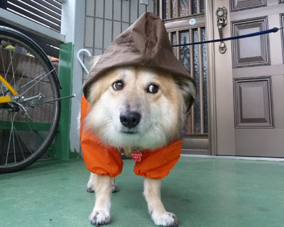 ���������Ȃ�