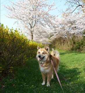 �V���r�����J�ɂȂ������ǁA�������A����Ȃ��H