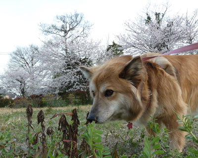 ����葐���C�ɂȂ�