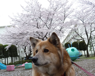 ���N�͉Ԋ�������