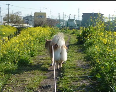 ������͍؂̉Ԃ��D���炵��