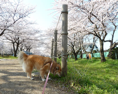 �_�̍����͂ɂ����񂾂�