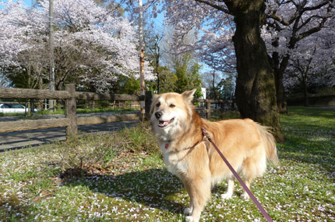 �l�������Ƃ��킢