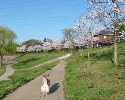 �����̍��̓|�R�|�R���Ă�