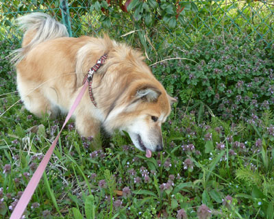 �Z�C�^�J�A���_�`�\�E������I��ŐH�ׂ�̂��v��