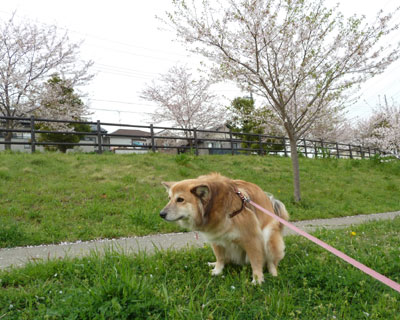 �S�����{�ł��������͎U��Ȃ�