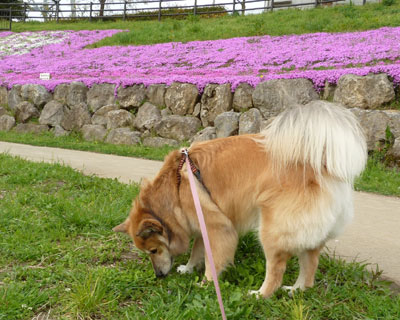 �V�o�U�N�������J����