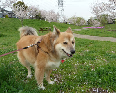 ���͖_�ɂ���܂��č����Ă�񂾂�