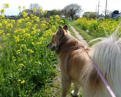 �P��̍؂̉ԂƎ�