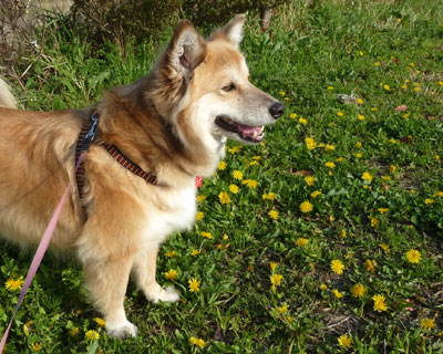 �^���|�|�͔w���Ⴗ���ĕ��ׂȂ�