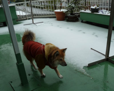 �S���㔼�ɂ܂����̐Ⴞ��