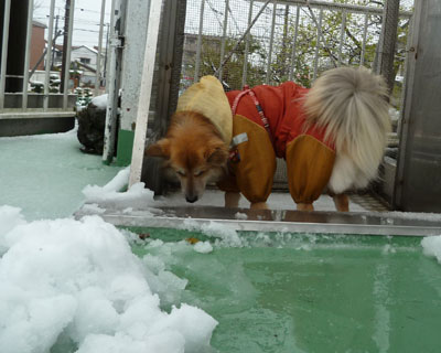 �ł��V���[�x�b�g�݂����Ȃ̂͌���