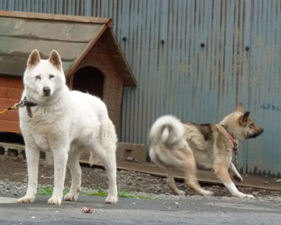 �����̉��̎q�A��ɒ��˂Ă�񂾂�