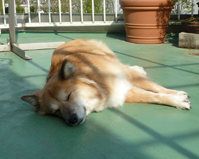 �������������t�̒��Q