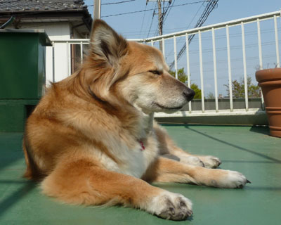 �����o�o�L���Ȃ���