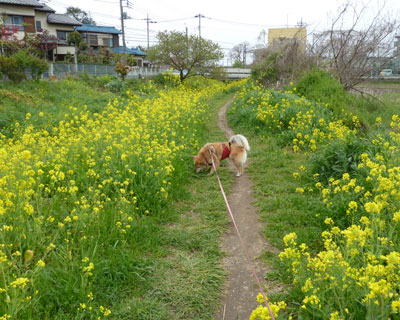 ���N�͍؂̉Ԃ��x��������