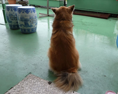 �J�������ăC������