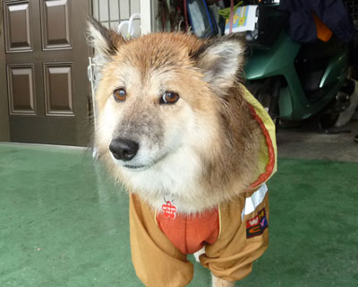 �Ђǂ��~�肾������