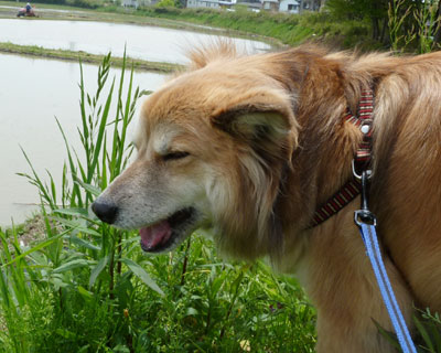 ���́[�A���܂�