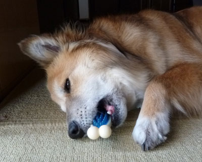 �K���K�����n�߂��̂�