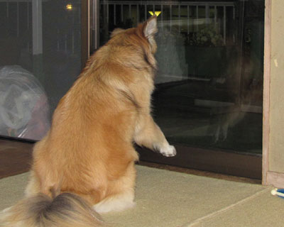 �K���X�����������ăA�s�[��