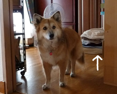 �p�����Ă������H