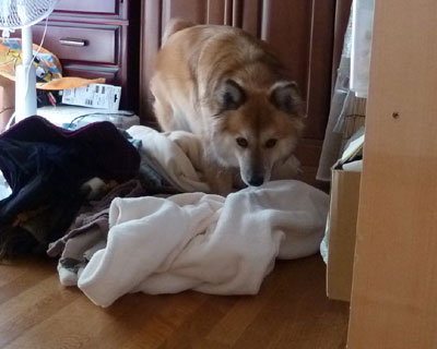 �Ȃ������������@��