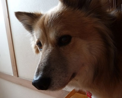 �����������ɂ��남��������