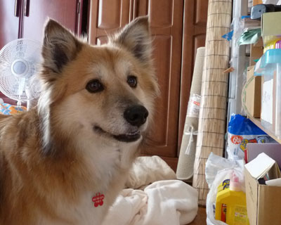 �ł�����ς蕨�u������