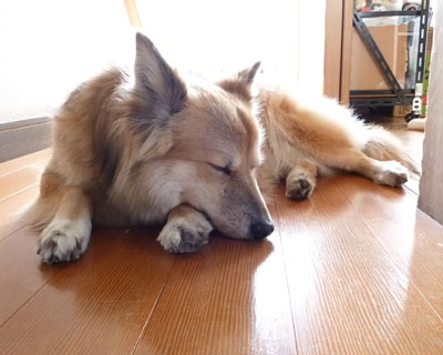 �L�������̈ꕔ