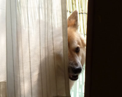 �܂��J�[�e�������I